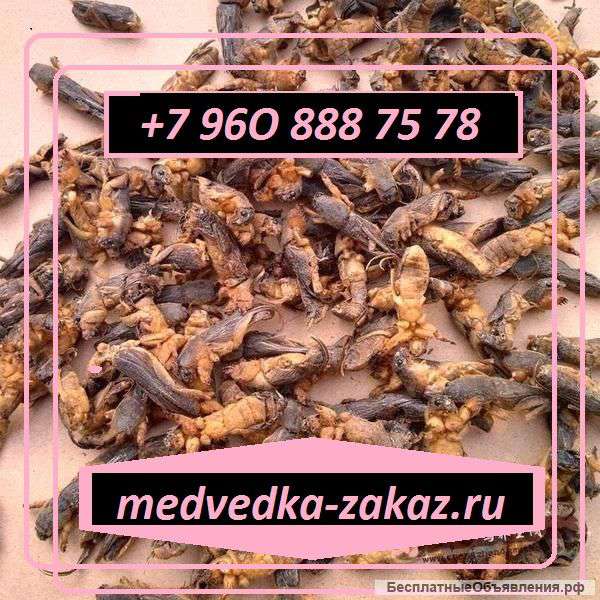 Медведка сушеная азиатская