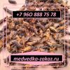 Медведка сушеная азиатская