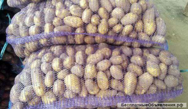 Картофель 5+ от производителя оптом