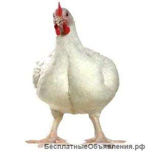 Комбикорм для бройлеров Purina