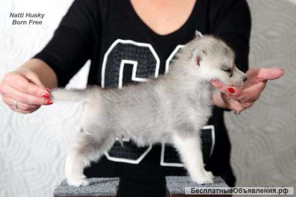 Щеночки Сибирскрго хаски