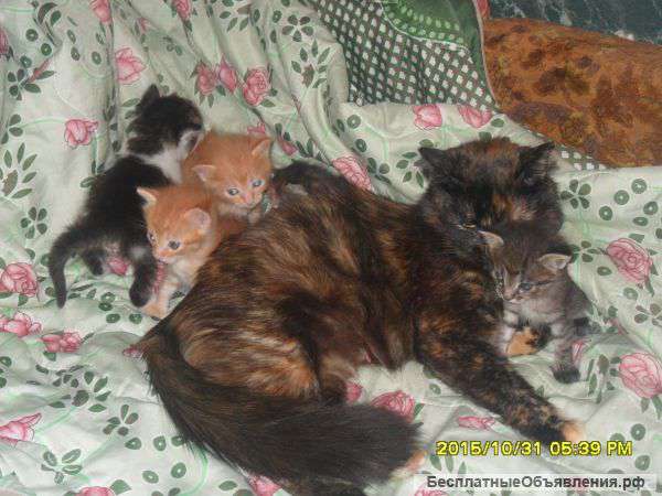 Домашние коята