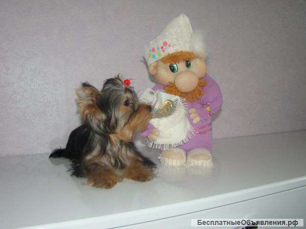 Щенки йорка ( мини ) от пары чемпионов