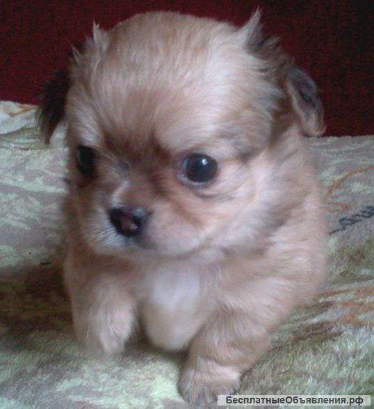 Очаровательных щенков чихуахуа