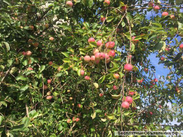 Дом с участком 8 сот в п. Красное Пламя