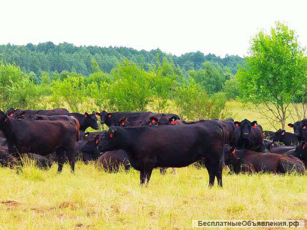 Племенных телок / нетелей Порода - абердин-ангусская