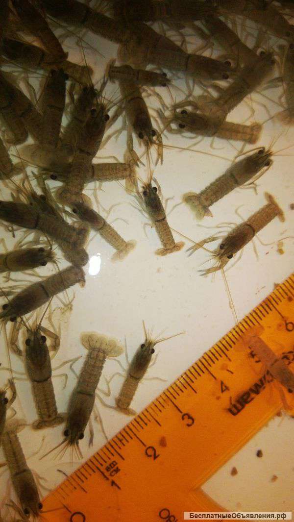 Австралийский Красноклешневый рак продам рачат