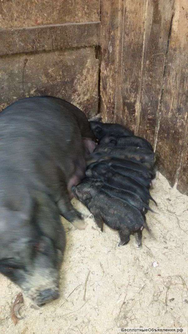 Вьетнамско-мангальские поросята