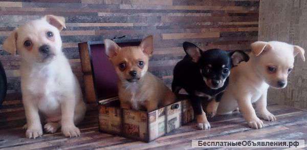Щенки чихуахуа