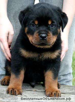 Щенки ротвейлера