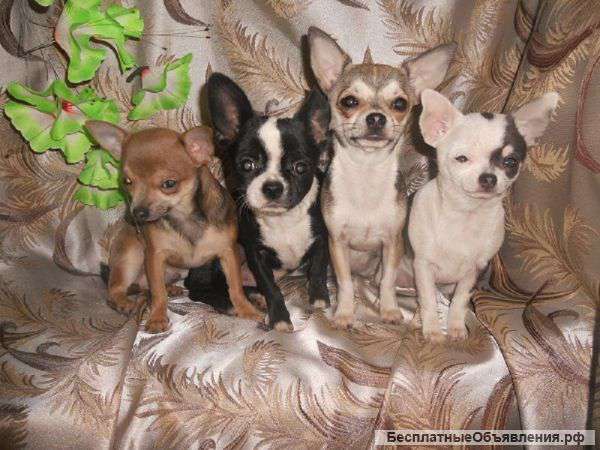 Чихуахуа щенки