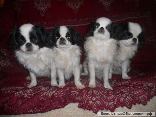 Японский Хин щеночки
