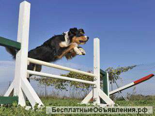 Активный фитнес для собак в московском районе СПБ