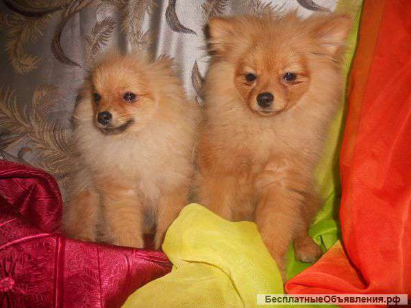 Померанский шпиц щеночки