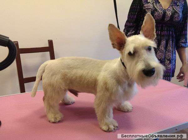 Новый зоосалон для стрижки собак и кошек