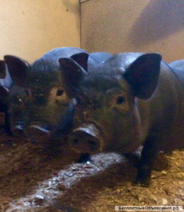 Поросята Вьетнамской вислобрюхой свиньи