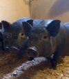 Поросята Вьетнамской вислобрюхой свиньи