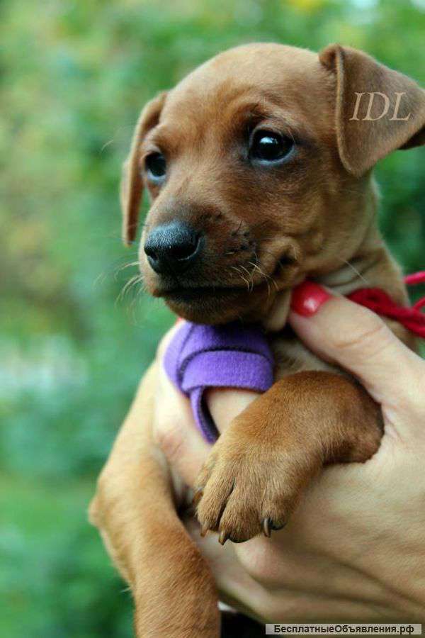 Щенки цвергпинчера