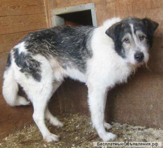 В надежные и любящие руки песик