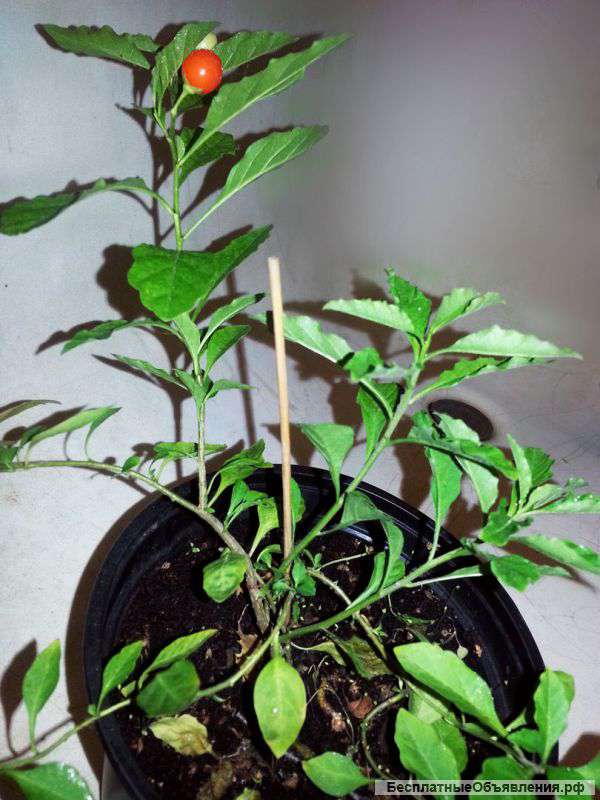 Обменяю комнатные растения