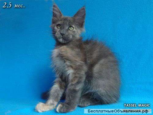 Котят породы Мейн-кун