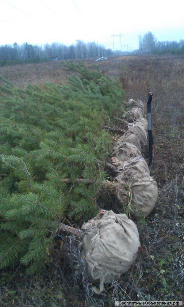 Саженцы сосны, оптом