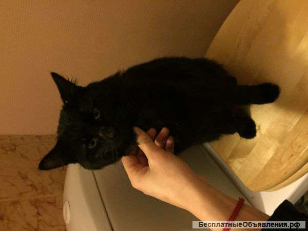 В добрые руки