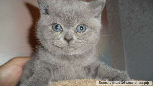 Шотландские котята