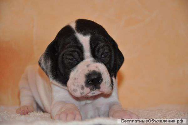 Щенки английского пойнтера от рабочих родителей