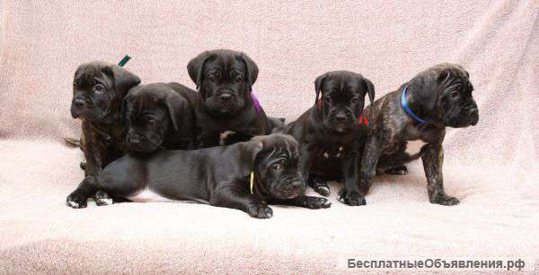 Щенки Кане Корсо