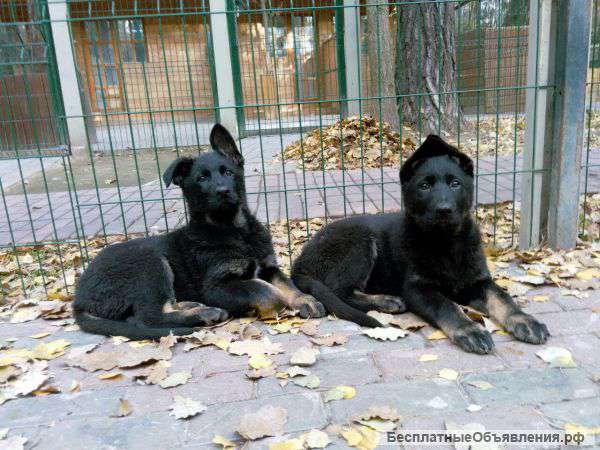 Щенков немецкой овчарки рабочих линий