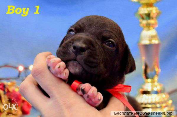 Красивые детки амстаффа редкого окраса