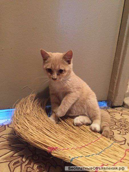 Котенок песочного цвета