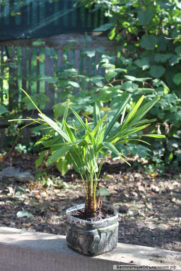 Пальмы китайские веерные