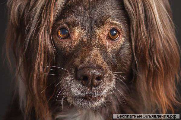 Шоколадный мерзавец Чоко в дар Игривый, любит прогулки