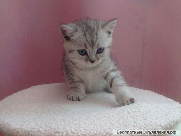 Чудесные британцы