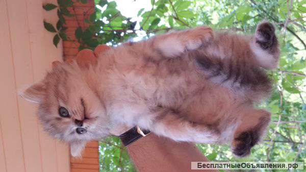 Подарю шикарных котят