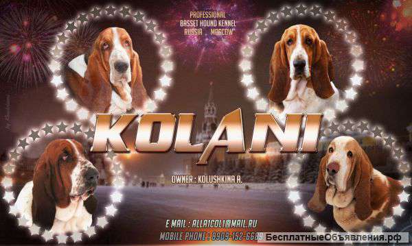 Щенки бассет-хаунда