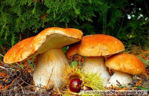Мицелий белого гриба для выращивания грибов в помещениях и на приусадебных участках под деревьями