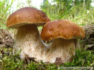 Мицелий белых грибов для посева на участках, в помещениях, в питомниках с гарантией