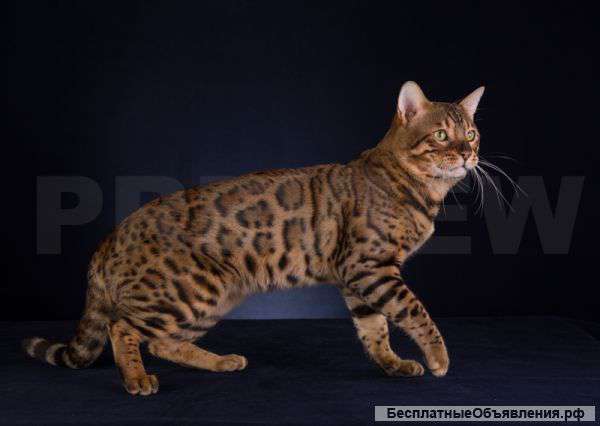 Бенгальские котята. Мини леопарды