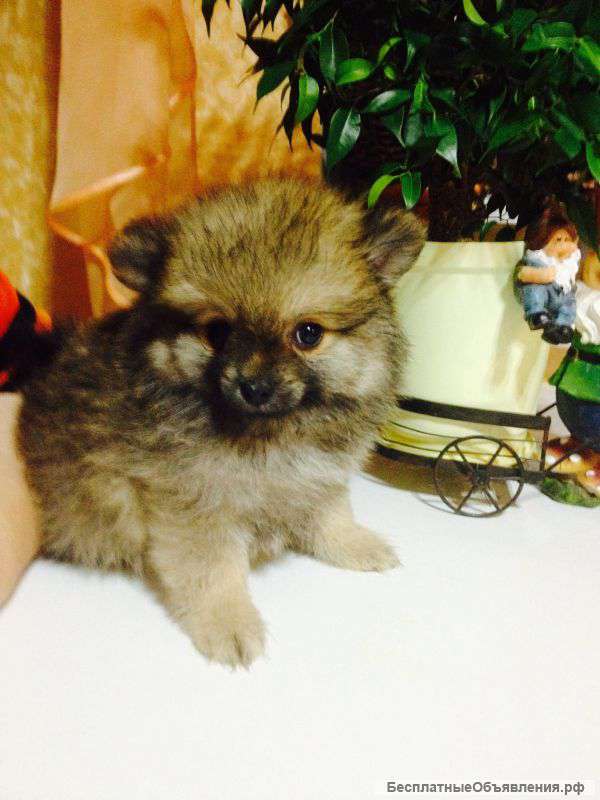 Милый, озорной мальчик померанского шпица