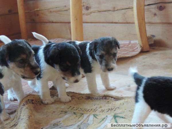 Щенки ж/ш фокстерьера