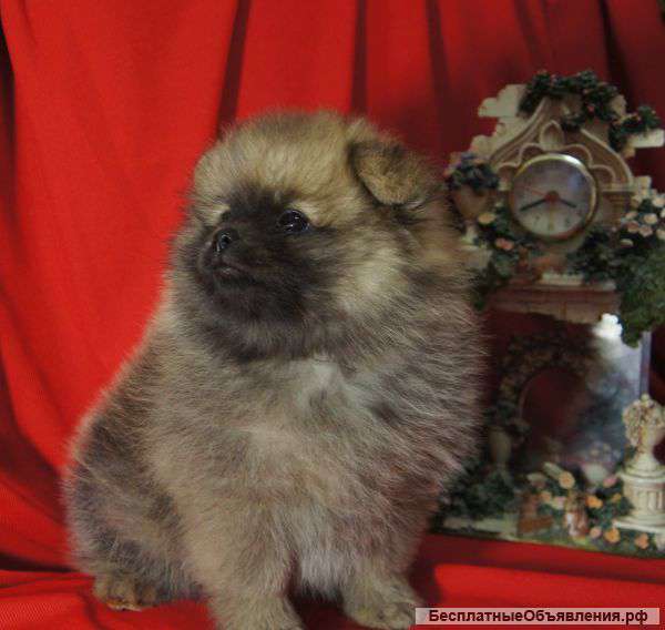 Щенки шпица