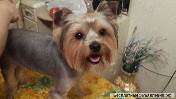 Стрижка:йорк,мальтез,пекинес