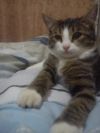 Отдам котенка в хорошие руки