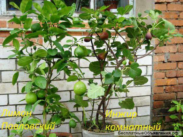 Саженцев и растений гуавы