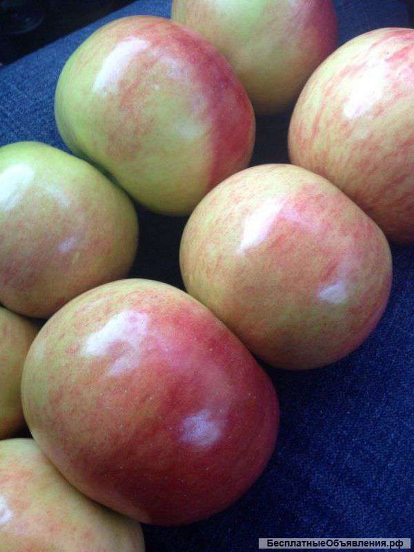 Яблоки оптом из Республики Беларусь