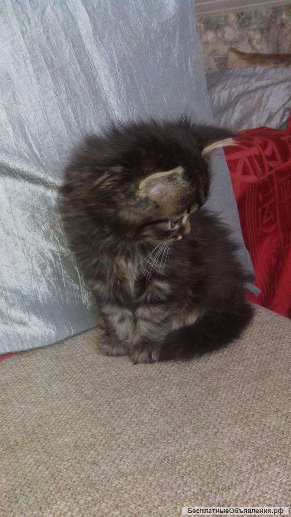 Отдам котёнка