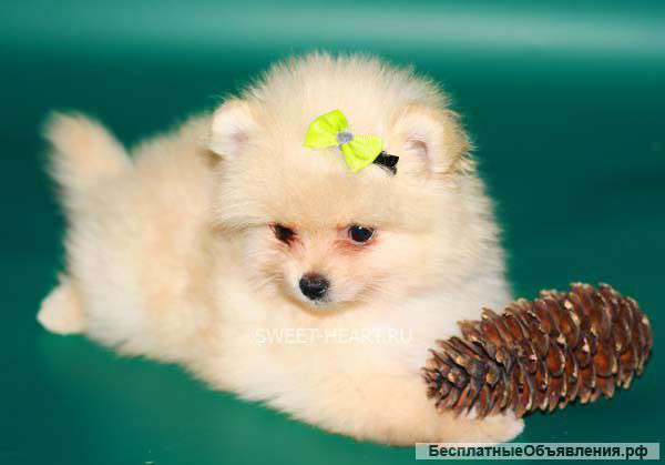 Щенки померанского шпица в Москве